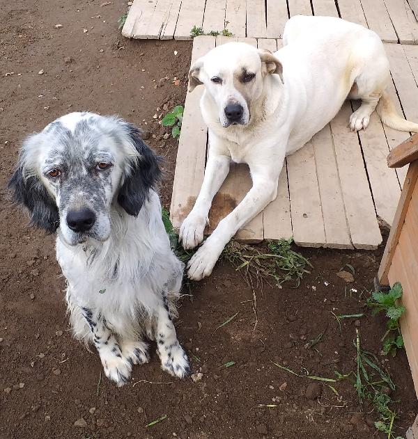 Penny, nel rifugio dal 2016 Foto 6